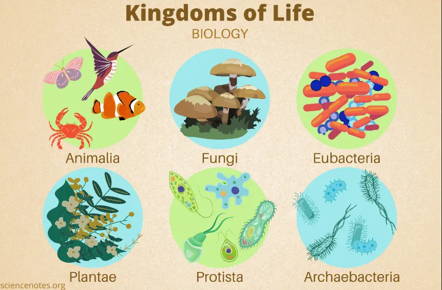 7 Kingdoms Of Nature