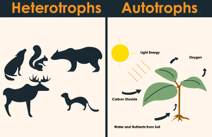 Difference Between Autotrophs and Heterotrophs With Examples