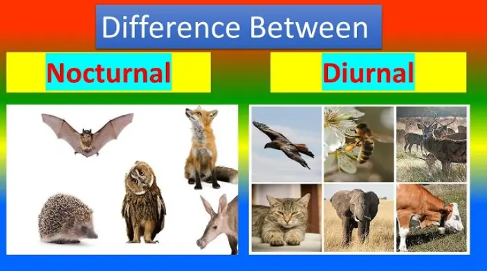 Difference Between Nocturnal And Diurnal Animals