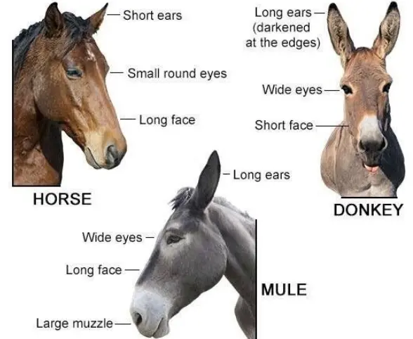 Comparison between donkey and mule
