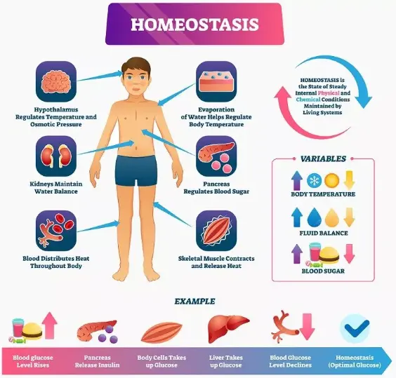 Examples Of Homeostasis in everyday life