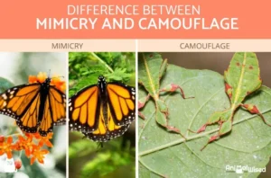 Difference Between Camouflage And Mimicry