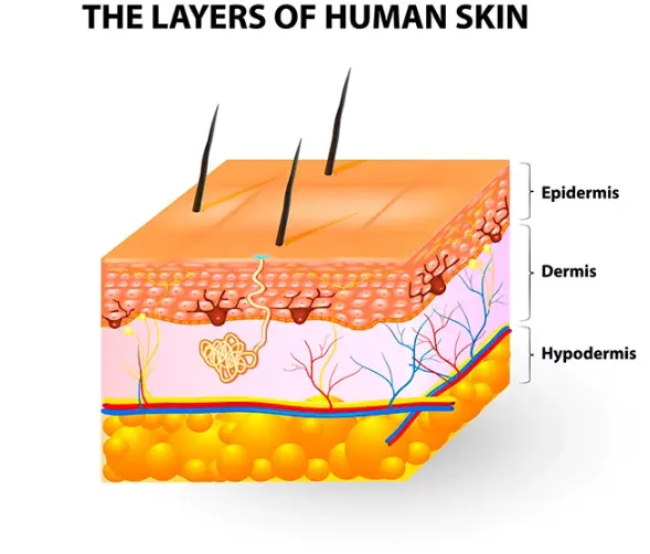 Difference Between Dermis And Epidermis