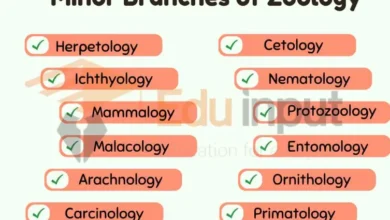 Branches Of Zoology