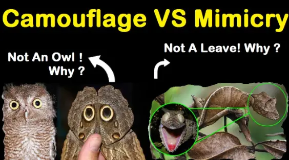 Camouflage And Mimicry Differences