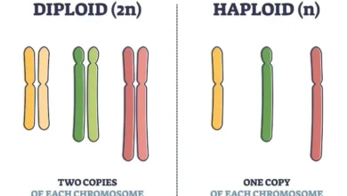 Difference Between Haploid And Diploid Cell