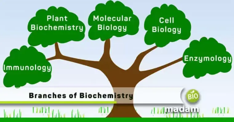 Branches Of Biochemistry